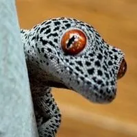 エキゾチックと爬虫類好き集合