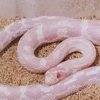 🐍コーンスネーク飼ってる方専用໒꒱· ﾟ
