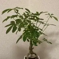 植物を育て隊🪴