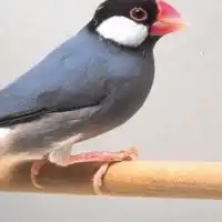 フィンチの会