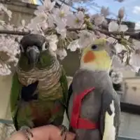 🏮🦜居酒屋インコ🦜🏮(楽しく鳥と自然オプチャ雑談OK🍺規約・和をもって貴しとなす🍺)