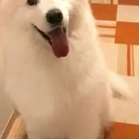 大型犬大好きな人あつまれ〜！