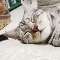 キャットーク（猫好きの為のオープンチャット ）