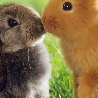 うさぎ好きさんたちの愛兎日記♡
