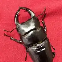 クワガタ・カブトだーいすき😍💕虫部🐞