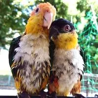 シロハラインコ好きの雑談ルーム