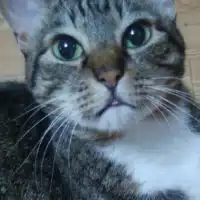 ほぼ無言 猫の写真
