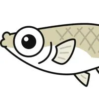 めだかについて語り合うグループ(めだかを飼ってなくても、何も知らなくても大丈夫！)