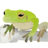カエル掲示板