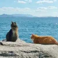 猫なりきりチャット