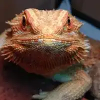 フトアゴ好き集まれ‼️