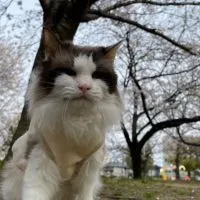 猫日和🐈‍⬛⚠️犬猫の病、躾相談⚠️※雑談あり