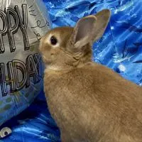 うさぎの画像あげるだけのチャット