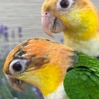 シロハラインコ好きの雑談ルーム