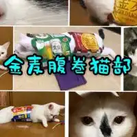金麦腹巻猫部