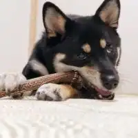 犬の手作りご飯シェア部屋