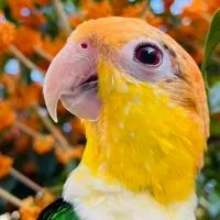 シロハラインコ好きの雑談ルーム