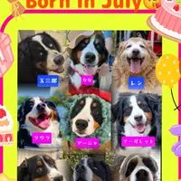 ALL 🐾JAPAN🐾BERNESE🐾CLUB