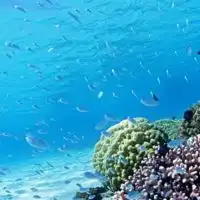 淡水魚、海水魚、熱帯魚を飼育してる人の集まり🐟