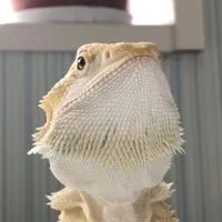 エキゾチックと爬虫類好き集合