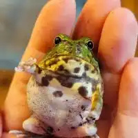 カエル飼育🐸