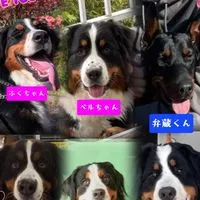 ALL 🐾JAPAN🐾BERNESE🐾CLUB