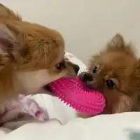 雑談🍞てまもこ🐻ྀི雑談🌼ྀི