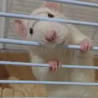 ファンシーラット飼いさん