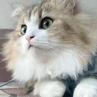 猫好きさんの集いの場