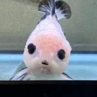 愛魚を病気にしない飼育箱