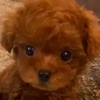 Toy poodle Love 💖トイプードル　犬大好き