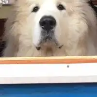 わんGP (Ｗonderful ＧreatＰyrenees)