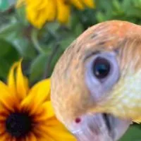 シロハラインコ好きの雑談ルーム