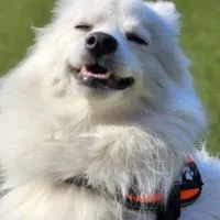 日本スピッツ（🐶ワンワンッ！🐶）愛してる💕