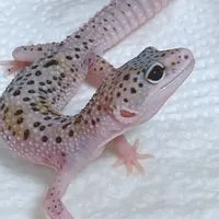 爬虫類＆エキゾチック好き集合