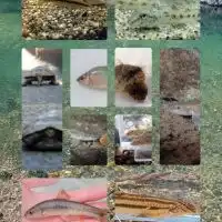 日本淡水魚愛好会