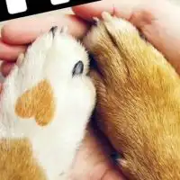 幕張ベイ飼い主ぼうさいクラブ