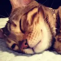 ベンガル猫の部屋