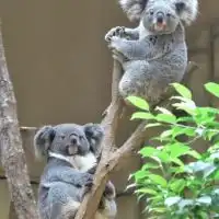 コアラ好きの集まり　