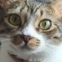 獣医　お話グループ