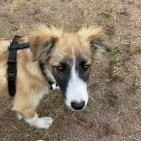 ペット探偵エマージェンシーペットサービス