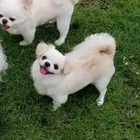 関東ペキチー会