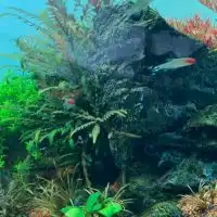 水草レイアウト