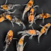 学生のメダカ愛好家たち