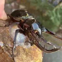 カブトムシ、クワガタ好き集まれ！