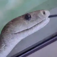 爬虫類などのメンテを捗らせよう！