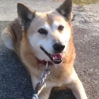 しゅり君捜索隊