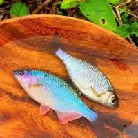 タナゴ愛好会