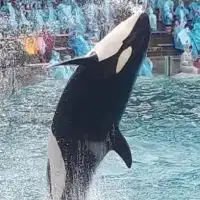 シャチ好きと話したい