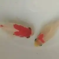 金魚が好きなメンヘラメンタリストまさ